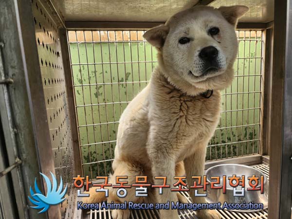 종료(안락사) 믹스…